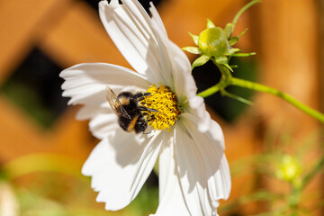 Obraz premium Pollinating Bee