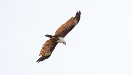 The Kite in flight
