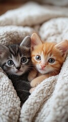Two adorable kittens, one gray and one orange, are snuggled together in a soft, cozy, beige blanket