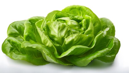 Fresh butterhead lettuce leaves on a white background