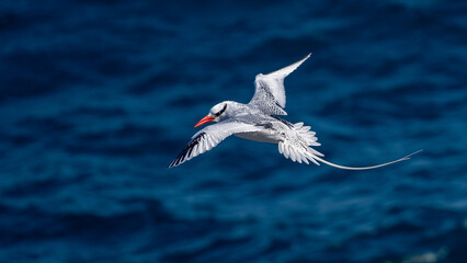 Red-billed tropic bird, Galapagos Islands, Ecuador