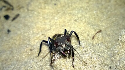 macro photo of this little ant