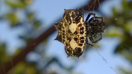 spider on a tree