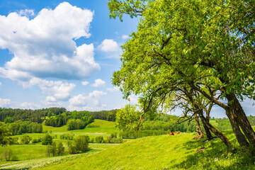 Trees on green hills with meadows, Suwalski Landscape Park, Podlasie, Poland