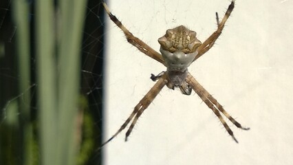 spider on the web