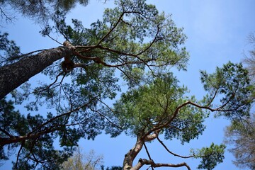 下から見上げた木々