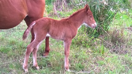 foal in the meadow