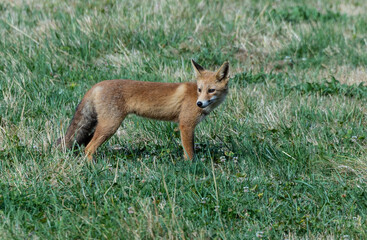 The fox early in the morning looking for breakfast!