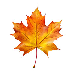 Fototapeta premium Collection of autumn leaves isolated on a transparent background.