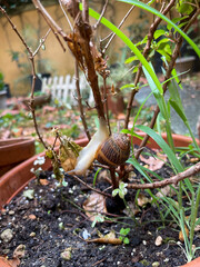 snail on leaf