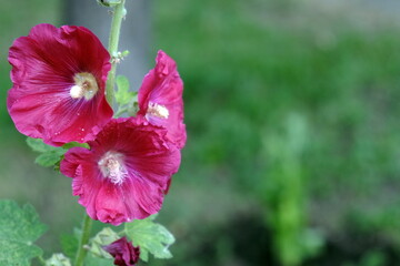 Blooming mallow. Three mallow flowers on the left, with space for an inscription
