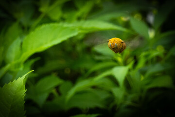Straight face picture, Carpenter Bee (Xylocopa sonorina) is flying in the air.