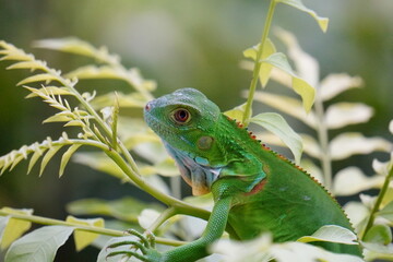 Key Largo Young Iguana