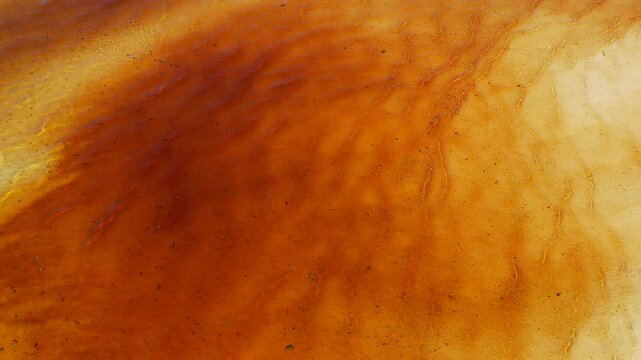Aerial view of red algae bloom - Red Tide - on coral reef on record hot day in the south Pacific - The effect of climate change on coral reefs