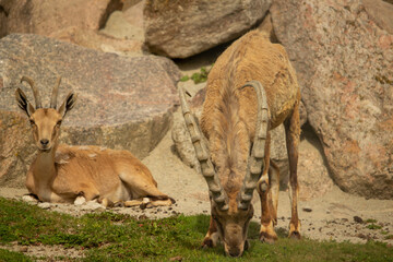 View of Nubian ibex goat couple.