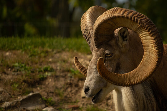 Wild Altai mountain sheep with mighty spiral horns.