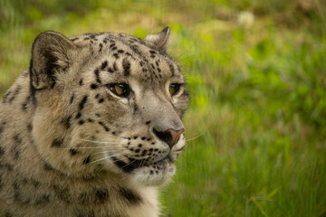 Fototapeta premium snow leopard, big cat, cat, leopard, snow, winter, wildlife, mammal