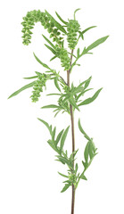 Fresh common ragweed isolated on a white background, Ambrosia artemisiifolia.