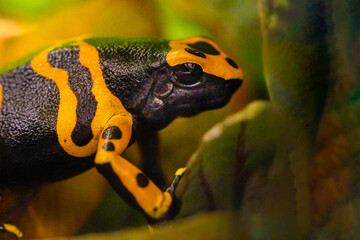 The yellow-banded poison dart frog, Dendrobates leucomelas, bumblebee frog