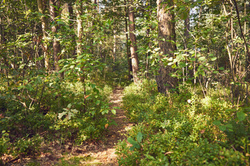 leśna ścieżka  © Marcin Łazarczyk