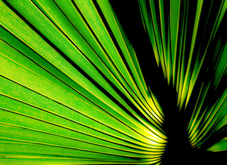 palm leaf