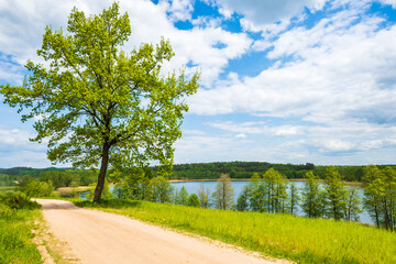 Lonely tree along countryside dirt road along green meadow near Kamedul lake, Suwalski Landscape Park, Podlasie, Poland