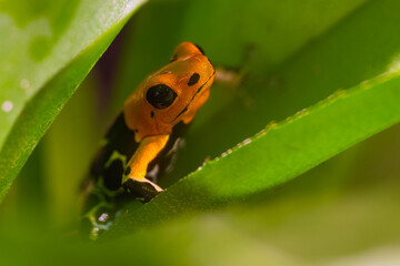 Fantastic frog, Ranitomeya fantastica, a species in the family Dendrobatidae. 