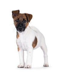 Cute Smooth Fox Terrier dog pup, standing facing front. Looking towards camera with funny uneven ears. Isolated on a white background.