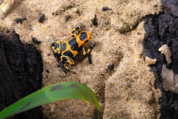 Mimic poison frog Intermedius, Ranitomeya imitator f. Intermedius