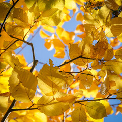 autumn leaves and blue skies