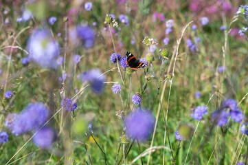 A butterfly sits on a flower © Claudia Evans 