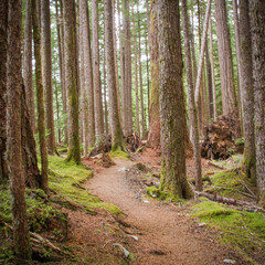 path in the woods