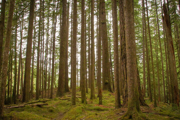 Fototapeta premium Mossy Trees in the forest