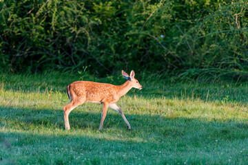 Deer. The white-tailed deer also known as the whitetail or Virginia deer . White taild deer is the wildlife symbol of Wisconsin and game animal of Oklahoma.