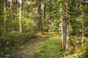 leśna ścieżka  © Marcin Łazarczyk