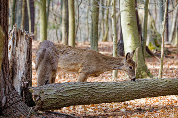 Obraz premium Deer. The white-tailed deer also known as the whitetail or Virginia deer . White taild deer is the wildlife symbol of Wisconsin and game animal of Oklahoma.