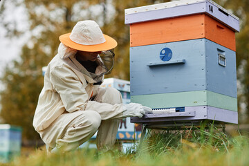 Full shot of unrecognizable male apiarist in protective bee suit working around wooden hive checking landing pad at autumn apiary farm