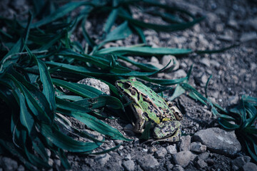 A green frog in the twighlight