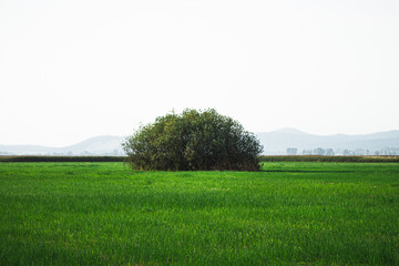 A green bush in the green field
