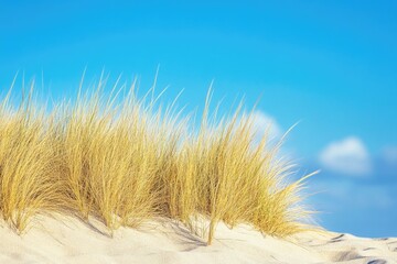 Blue-Sky Grass. Peaceful Beach Scene with Sand Dune and Tall Grass in Autumn
