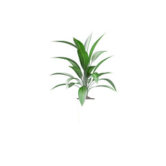 Beautiful Aspidistra elatior tree isolated on transparent Canvas