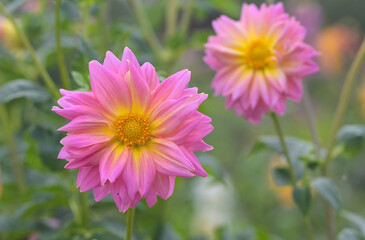 Obraz premium Beautiful close-up of a pink dahlia flower