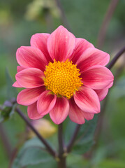 Obraz premium Beautiful close-up of red dahlia flower
