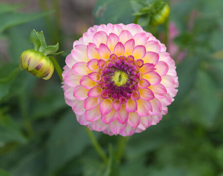 Beautiful close-up of a pompon dahlia flower