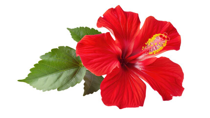 Red hibiscus flower with green leaves isolated on transparent background
