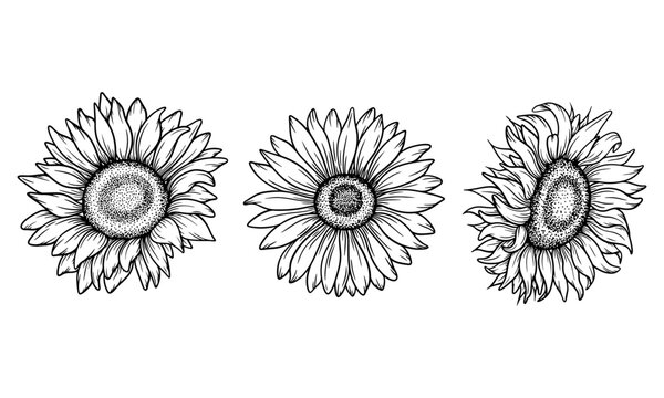Vector sunflower illustrations set in line art style. Graphic monochrome drawing. Hand drawn floral outline sketch, engraved illustration. Design element for coloring book, tattoo, logo, icon, label.