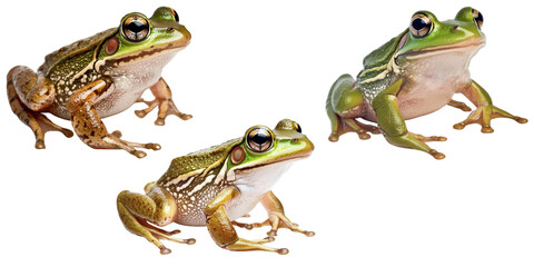 Three colorful frogs sitting together in a natural pose with vibrant green colors