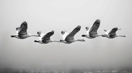 Obraz premium A flock of geese flying in a line