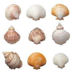 Various types of colorful seashells arranged in a grid pattern