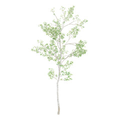 Obraz premium collection of Silver birch Plant with realistic style
